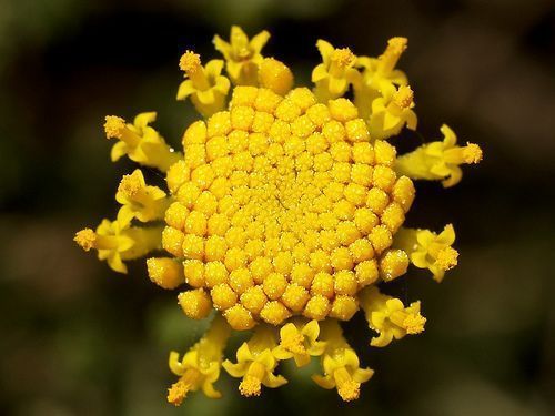 abrótano hembra ( Santolina chamaecyparissus L.)