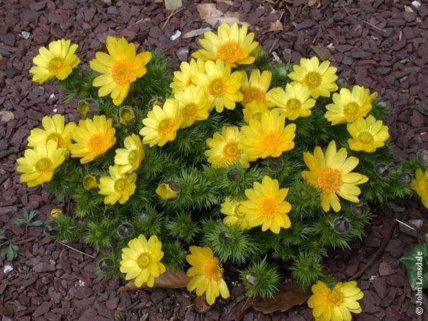 Adonis vernal en flor
