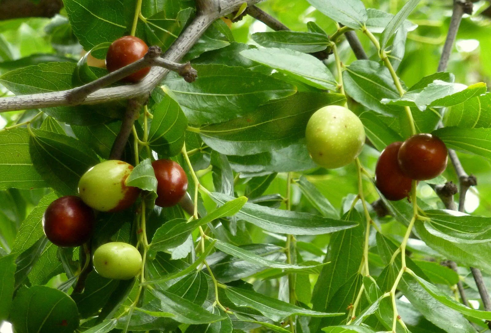 Azufaifo con fruto