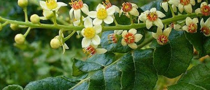 Boswellia