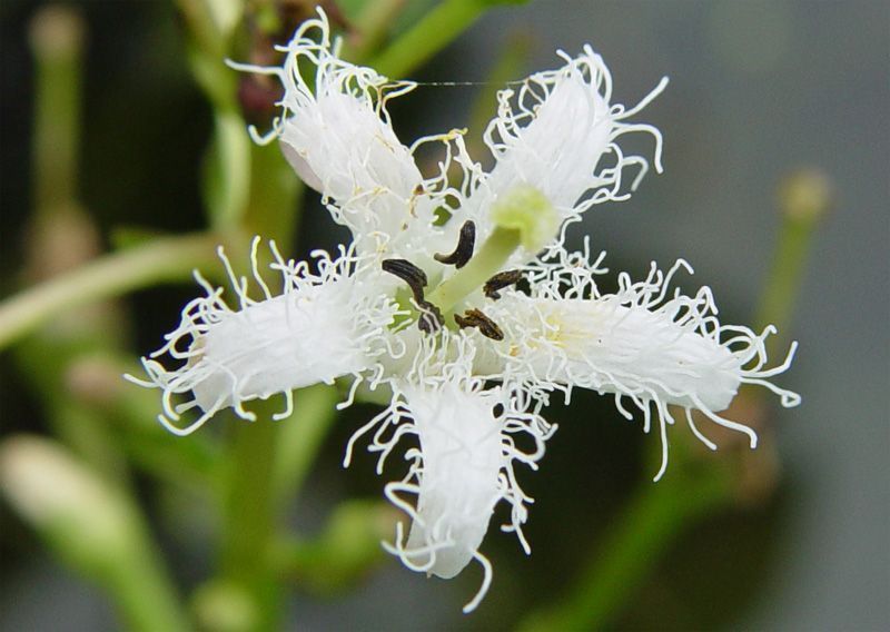 BogBean