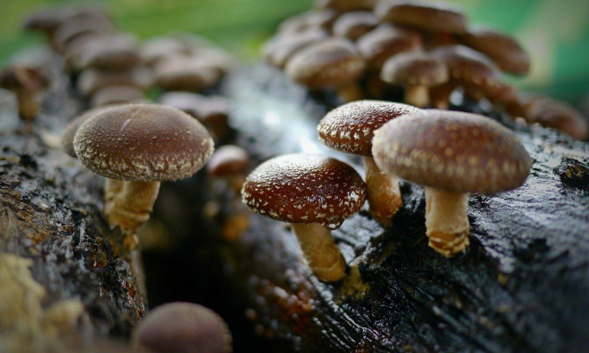 Setas medicinales