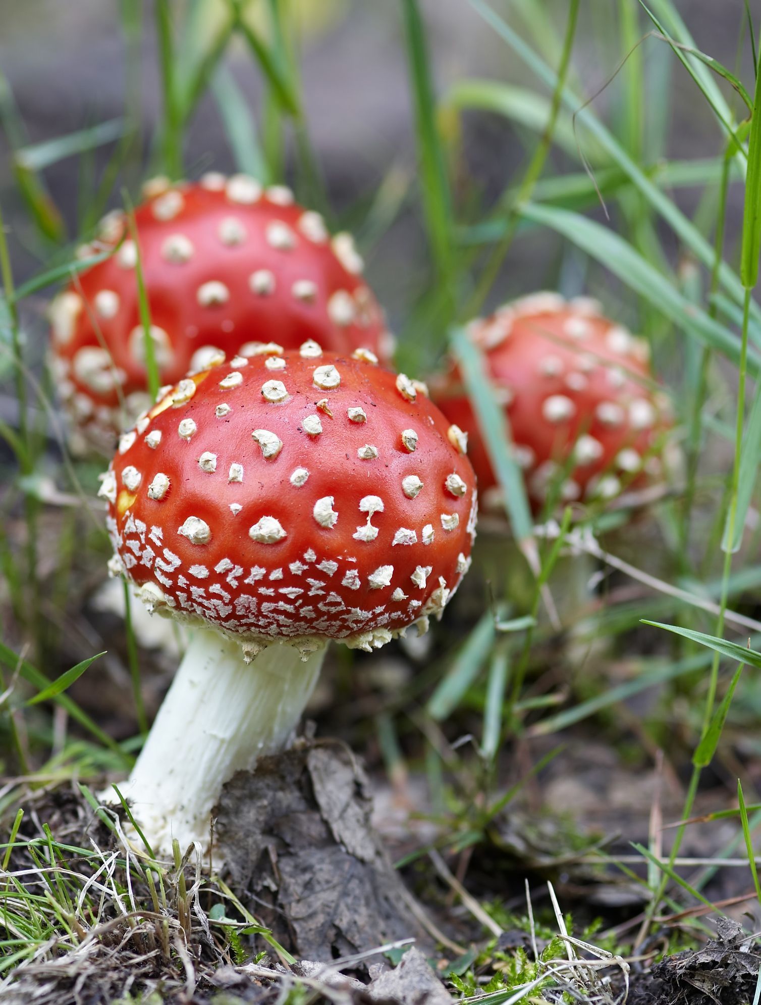 Amanita Muscaria