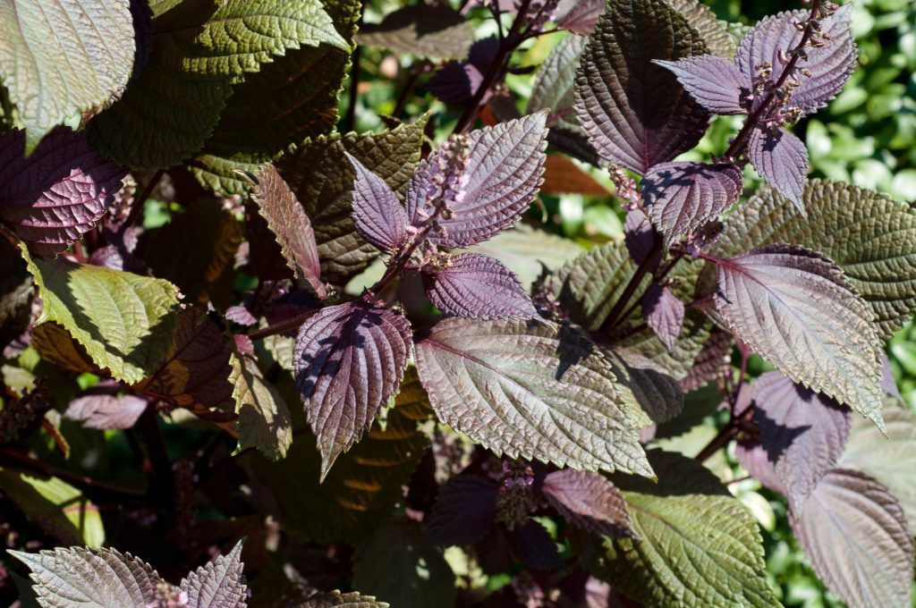 Perilla frutescens