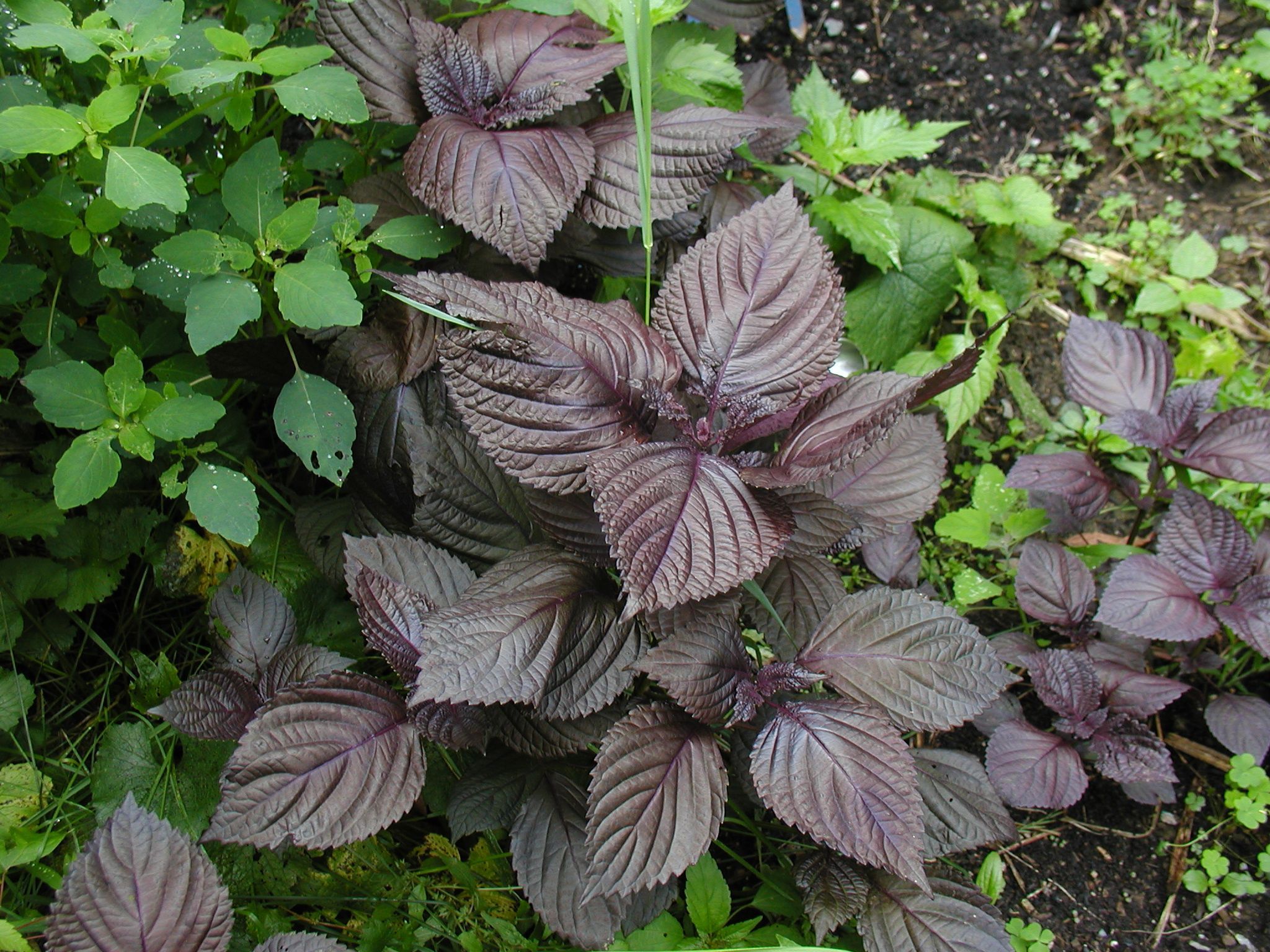Perilla frutescens