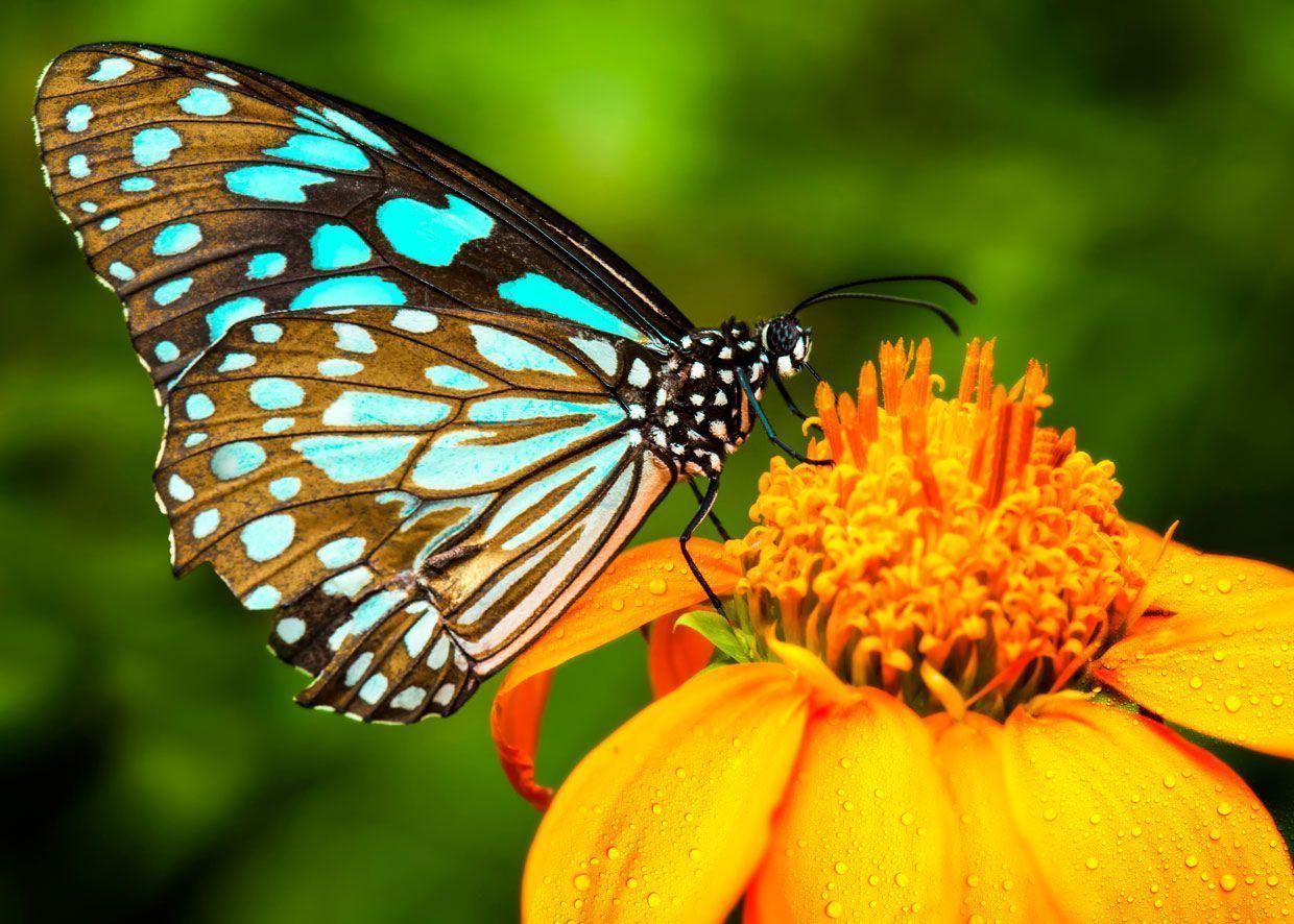 Mariposas