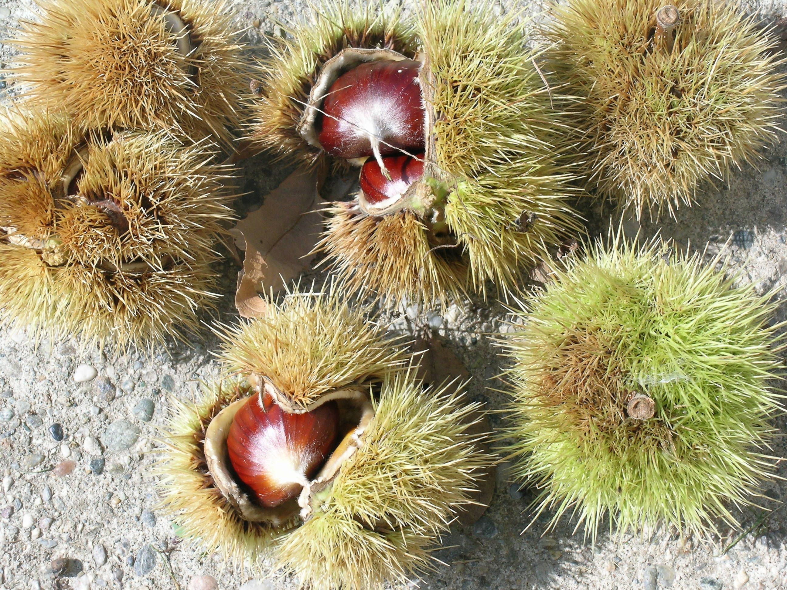 Castañas