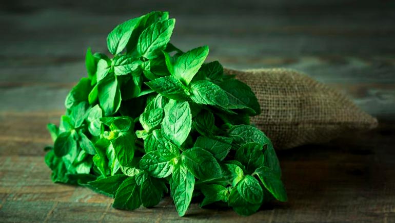 Menta - Beneficios para la salud