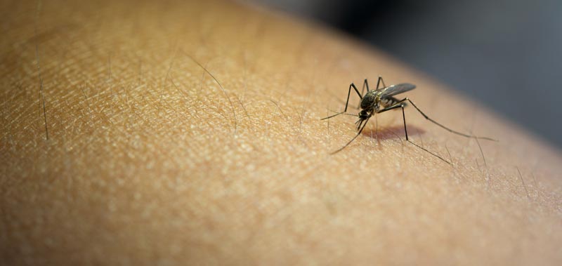 Repelentes y remedios naturales antimosquitos